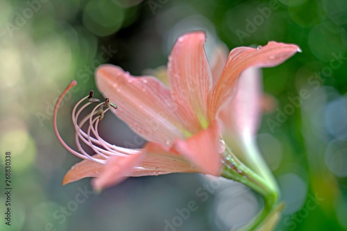 Spot focus Close-up  Pollen Pink Hippeastrum Blurred bokeh as background In the natural garden in the daytime.