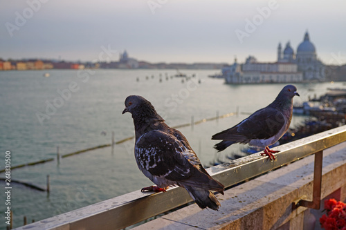 A grey pigeon bird overlooking the Grand Canal in Venice, Italy photo