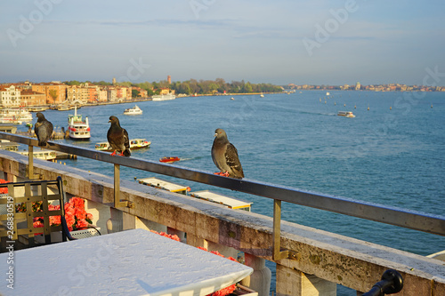 A grey pigeon bird overlooking the Grand Canal in Venice, Italy photo