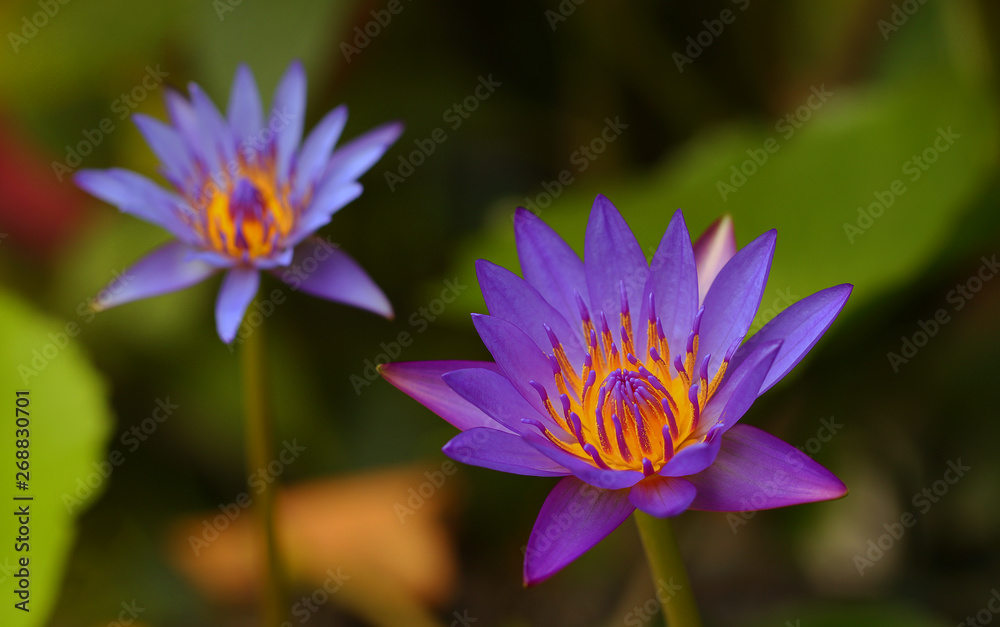 Pink and white lotus flower and green leaves Pink and white lotus flower and green leaves