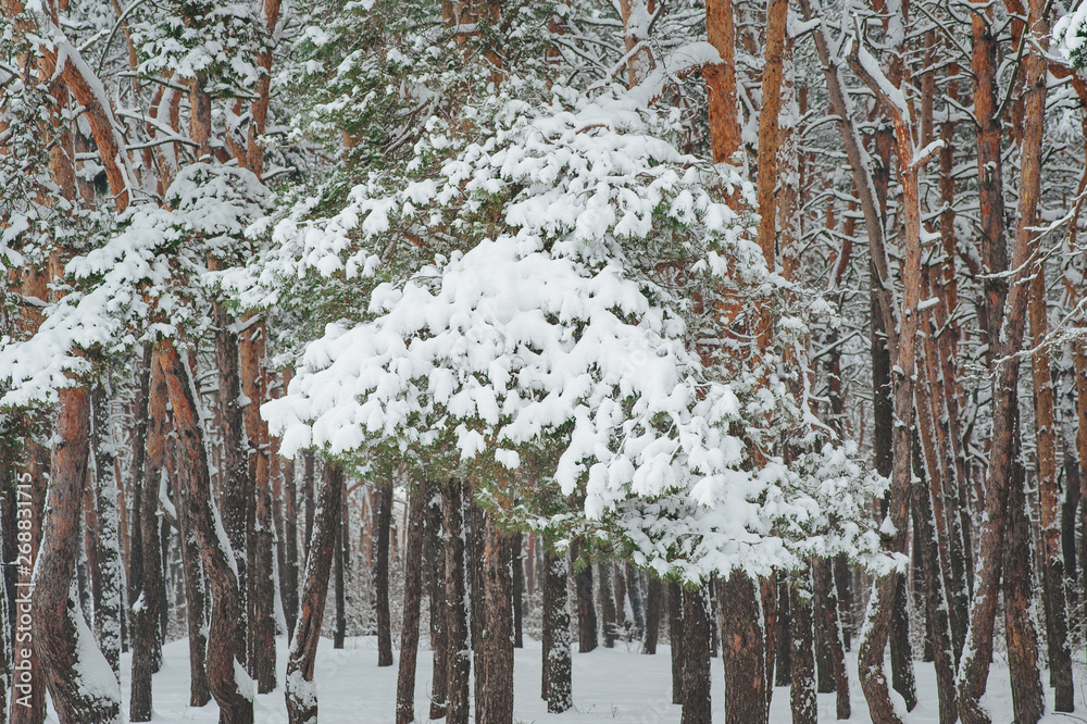 Pine tree covered with snow on a winter day.