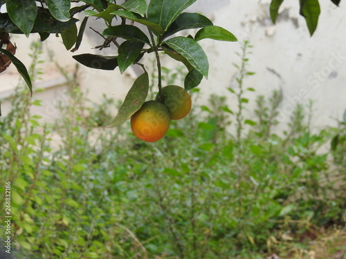 fresh fruit growing on a tree
