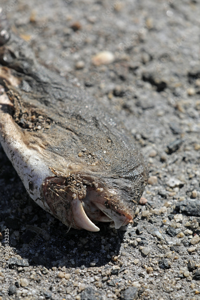 Toter Fisch Fischkopf Fischskelett am Strand Toter Fisch Fischkopf Fischskelett am Strand