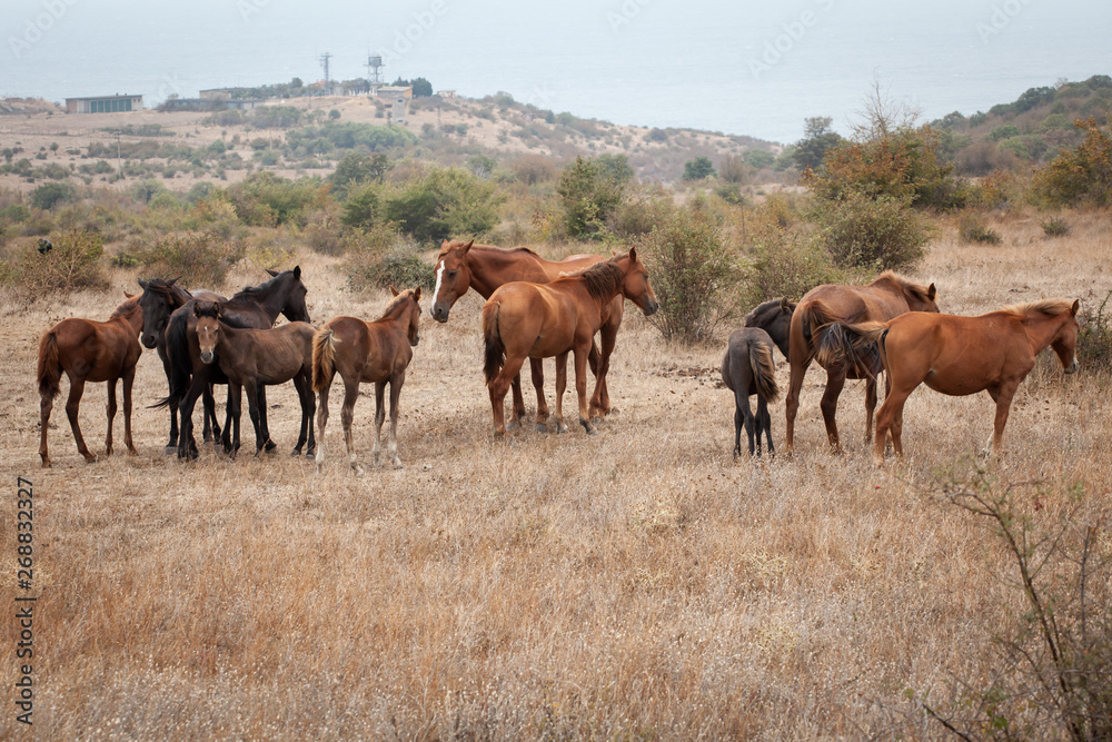 Herd of Wild Horses