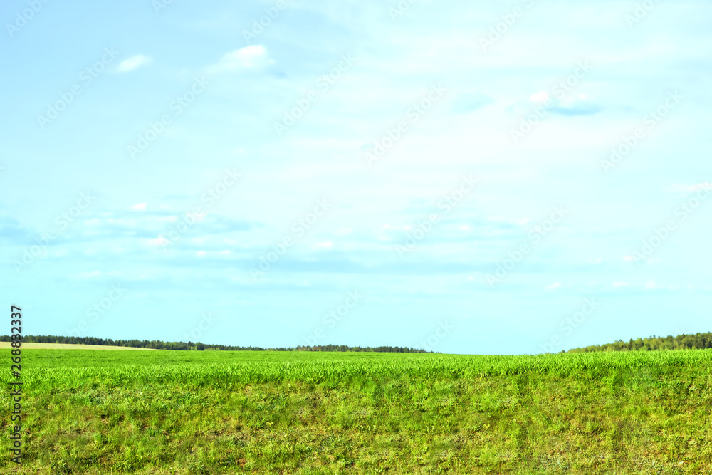 Panorama rural field and sky. Green grass. Horizon
