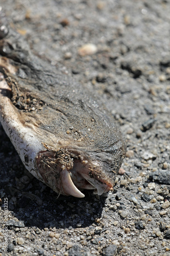 Toter Fisch Fischkopf Fischskelett am Strand