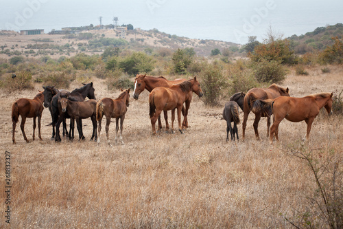 Herd of Wild Horses © dechevm