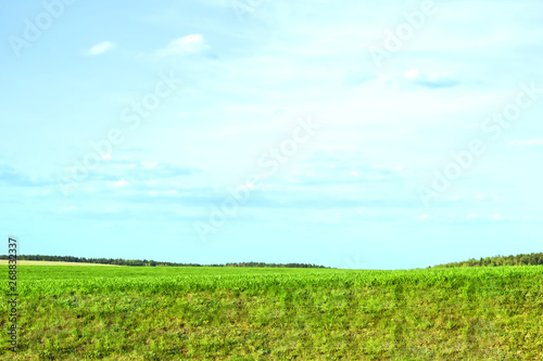 Panorama rural field and sky. Green grass. Horizon