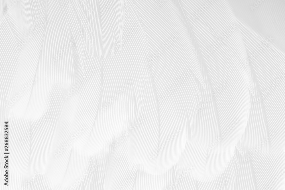 Obraz premium Beautiful white feather pattern texture background