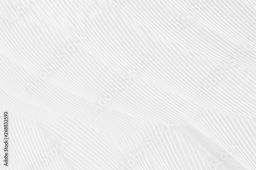 Beautiful white feather pattern texture background