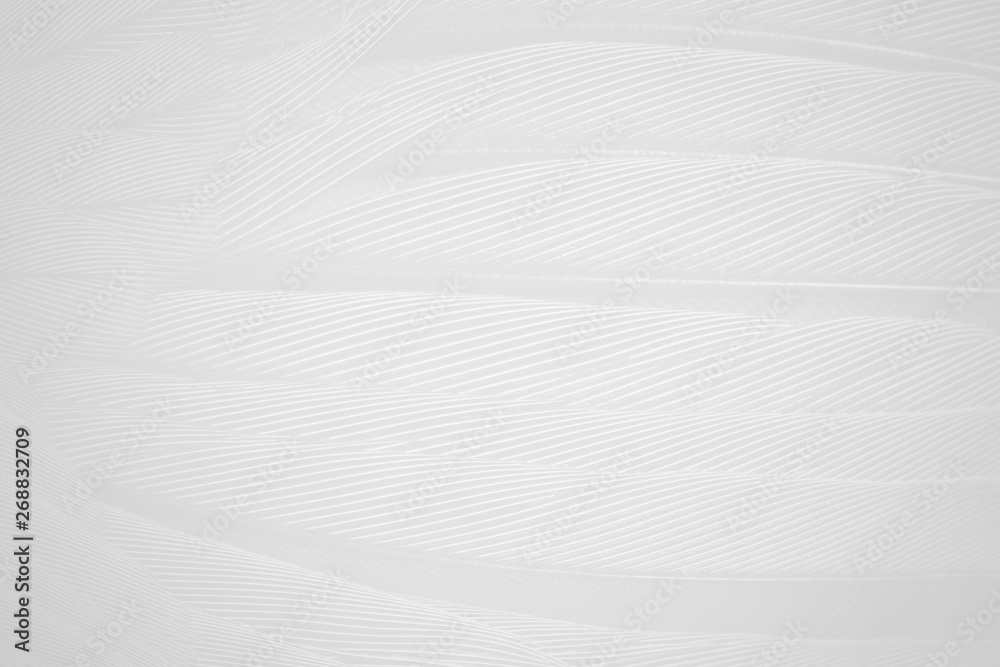 Beautiful white feather pattern texture background