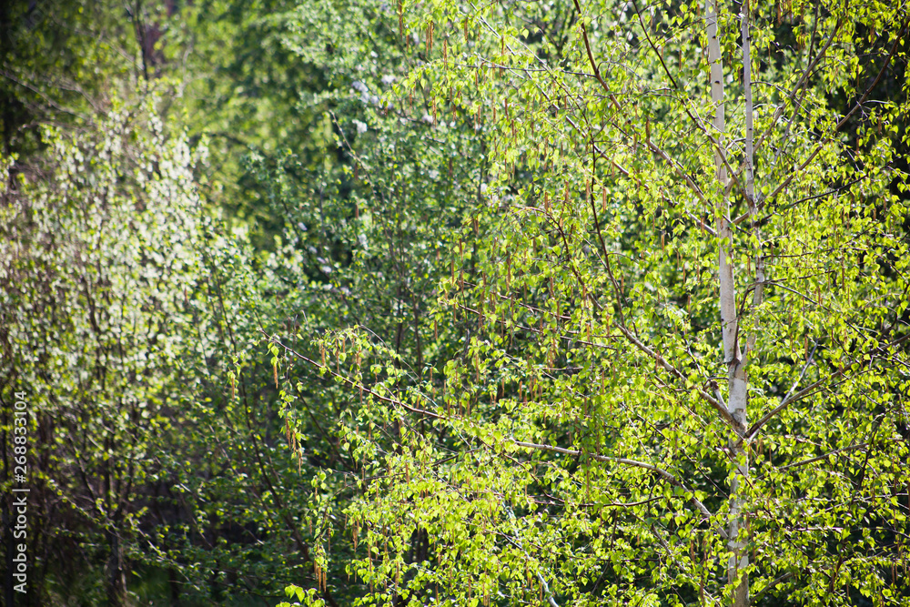 Fototapeta premium Beautiful fresh green leaves of silver birch tree on the sunny spring blyrry background.