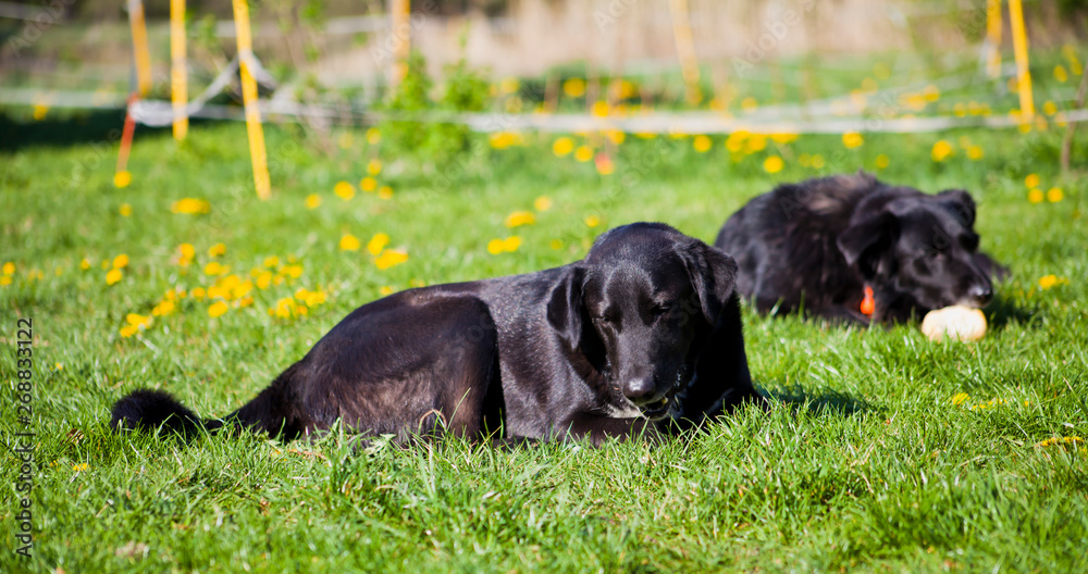 Two black dogs eating snacks on the sunny meadow grass -  spring with hapy pets.