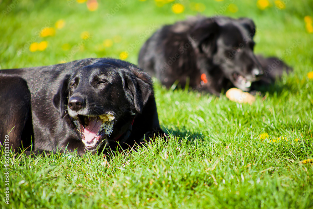 Two black dogs eating snacks on the sunny meadow grass - spring with hapy pets. Two black dogs eating snacks on the sunny meadow grass - spring with hapy pets.