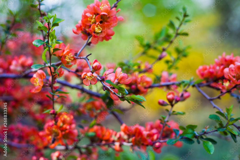 Beautiful orange red quince flowers on the bush in the edible garden. Beautiful orange red quince flowers on the bush in the edible garden.