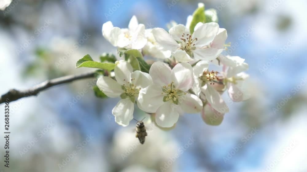 Bee pollinates a white flower in fruit tree garden in sunny spring nature slow motion Bee pollinates a white flower in fruit tree garden in sunny spring nature slow motion