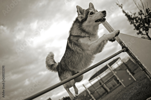 big husky dog mix is jumping over an agility obstacle