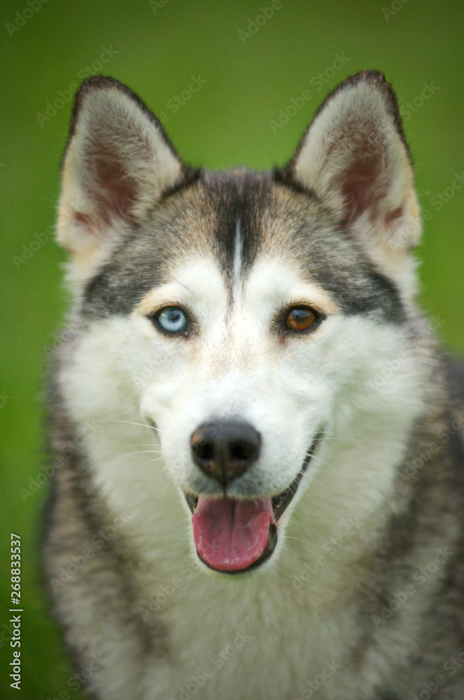 Portrait of siberian husky mix with heterochromia