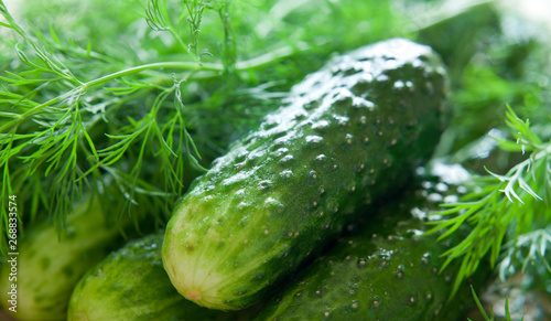 Pickling Cucumber with dill herb  fresh ingredients ready to marinate.