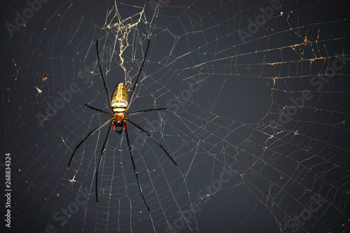 Obraz na plátně Spider on spider web with natural green background