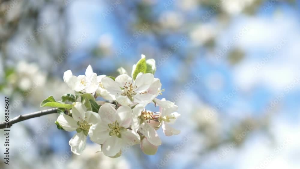 White flowers of fruit tree moving in breeze wind in spring sunny day in organic garden