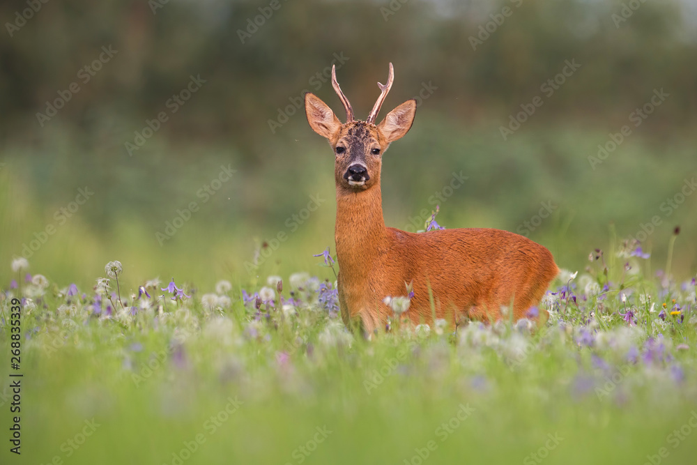 Roe deer, capreolus capreolus, buck in summer between flowers in nature. Wild animal in natural environment Roe deer, capreolus capreolus, buck in summer between flowers in nature. Wild animal in natural environment