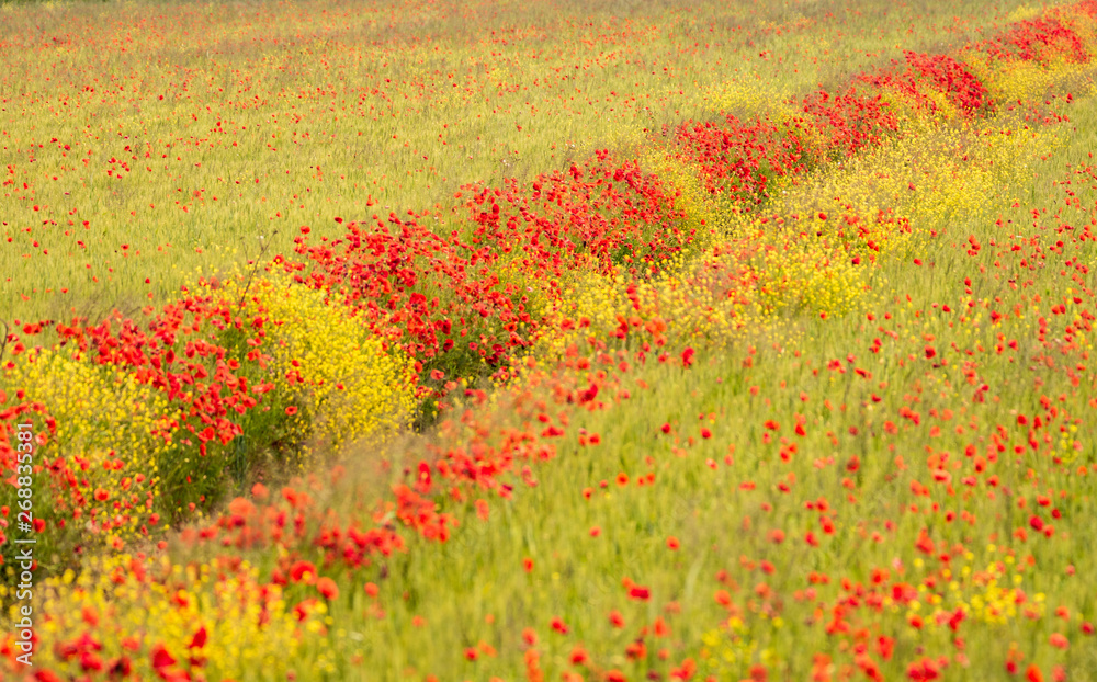 Mohn und Raps im Feld