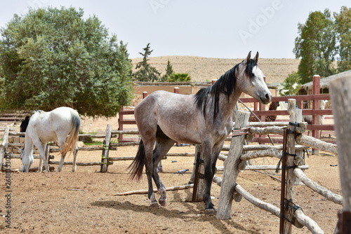 Horses on the ranch. Farm in the desert. 