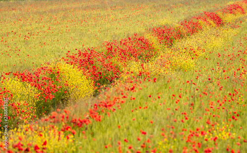 Mohn und Raps im Feld