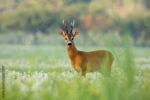 Strong roe deer, capreolus capreolus, buck with dark antlers on a meadow with wildflowers early in the morning. Wild roebuck in summer with green blurred background.