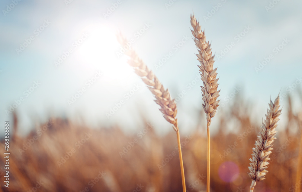 Wheat field. full of ripe grains, golden ears of wheat or rye close up. Wheat field. full of ripe grains, golden ears of wheat or rye close up.