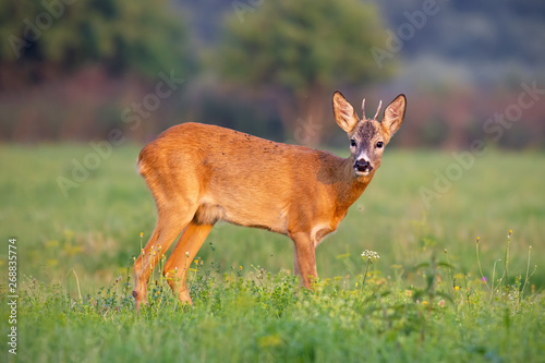Young roe deer, capreolus capreolus, buck in summer on a fresh green grass looking to camera. Wild animal in nature. Wildlife scenery with vibrant colors at sunset.