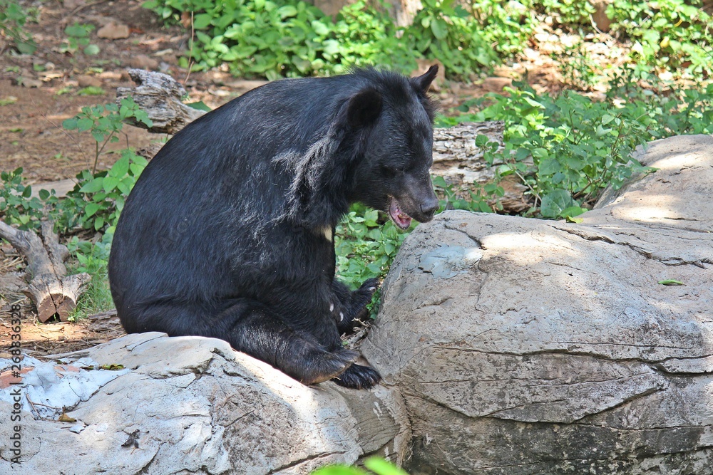 Animals, these are two bears that live at KHON KAEN zoo, in KHON KAEN province THAILAND. Animals, these are two bears that live at KHON KAEN zoo, in KHON KAEN province THAILAND.
