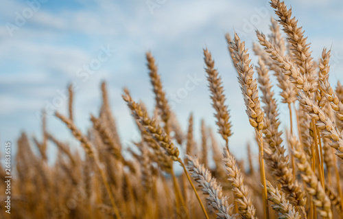 Wheat Field and perfect Blue Sky Background.