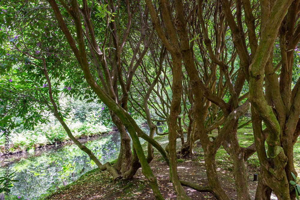 The twisting stems of the old rhododendron shrubs in the Japanese garden in park Clingendael, the Hague The twisting stems of the old rhododendron shrubs in the Japanese garden in park Clingendael, the Hague