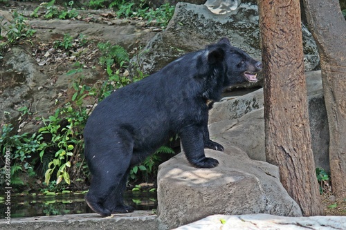 Animals,  these are two bears that live at KHON KAEN zoo,  in KHON KAEN province THAILAND.  