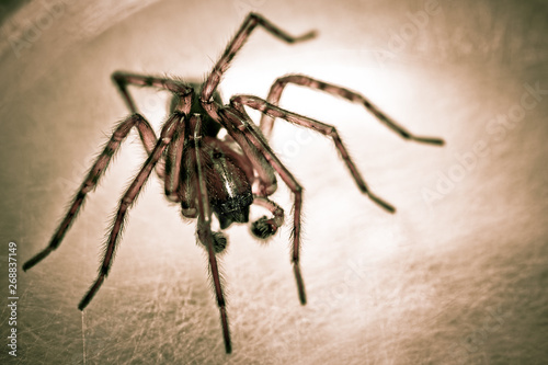 Arachnid Spider Insect