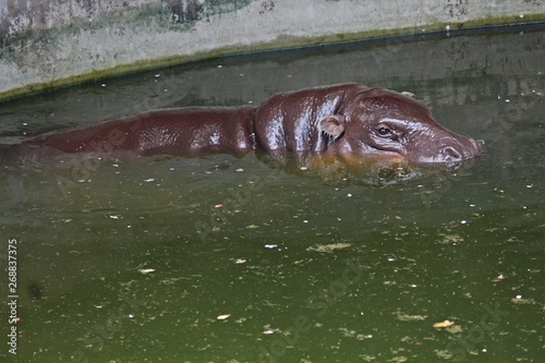 Asia, Asian, Thai, Thailand, animal, bear, mammal, jungle, big, wildlife, wild, zoo, forest, face, fur, head, legs, eyes, nature, natural, macro, close-up, outdoor, danger, dangerous,    