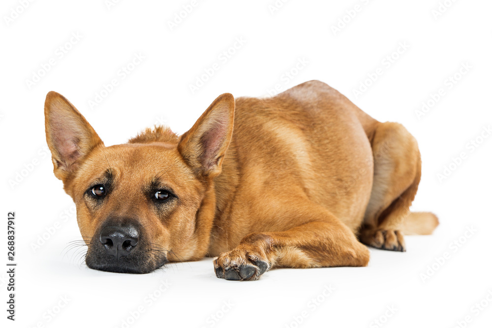 Patient Carolina Dog Lying Down Flat Patient Carolina Dog Lying Down Flat