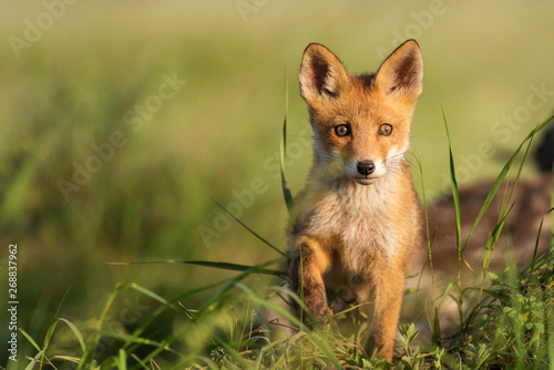 Fox cub. Young red Fox in grass near his hole