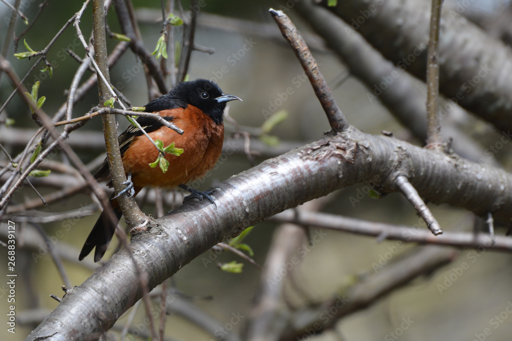 Orchard Oriole Orchard Oriole