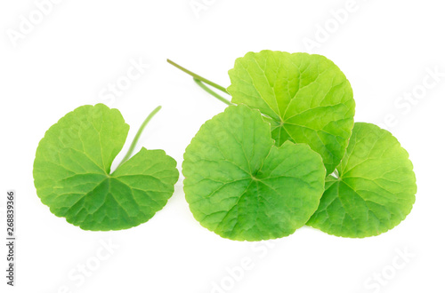 Closeup leaf of Gotu kola  Asiatic pennywort  Indian pennywort on white background  herb and medical concept  selective focus