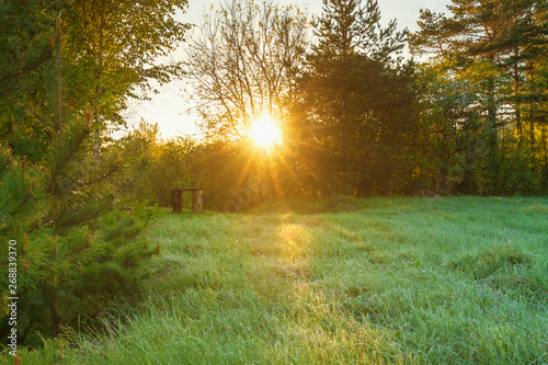 spring forest landscape with a meadow