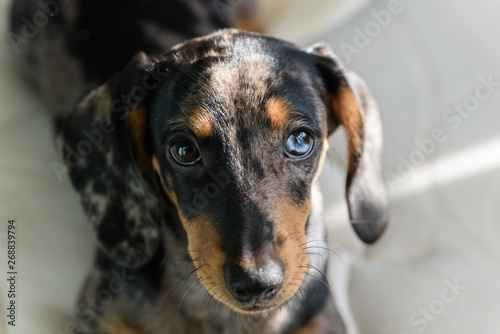 Obraz na plátně motley dachshund with blue eye