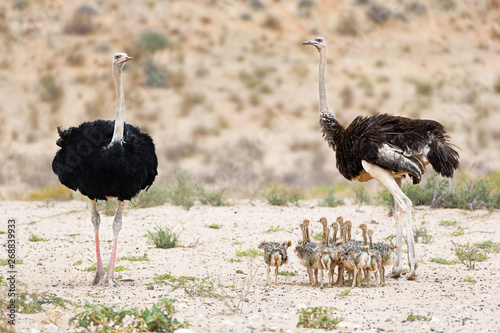 Ostrich family standing proud near a wateringhole waiting for a drink. Kgalagad, South Africa. Struthio camelus photo