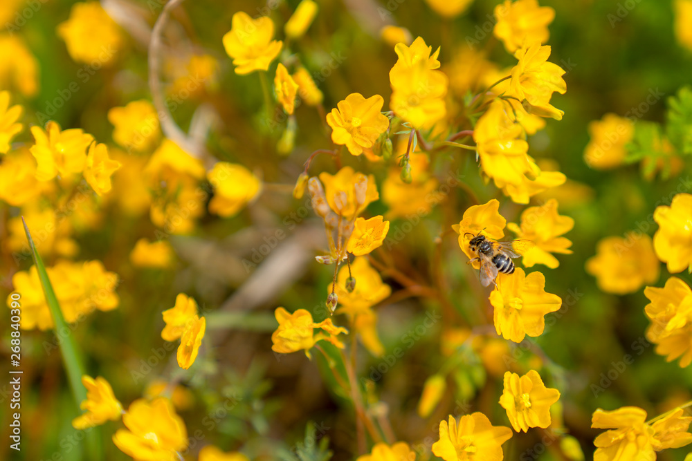One bee on yellow flowers, background, texture One bee on yellow flowers, background, texture
