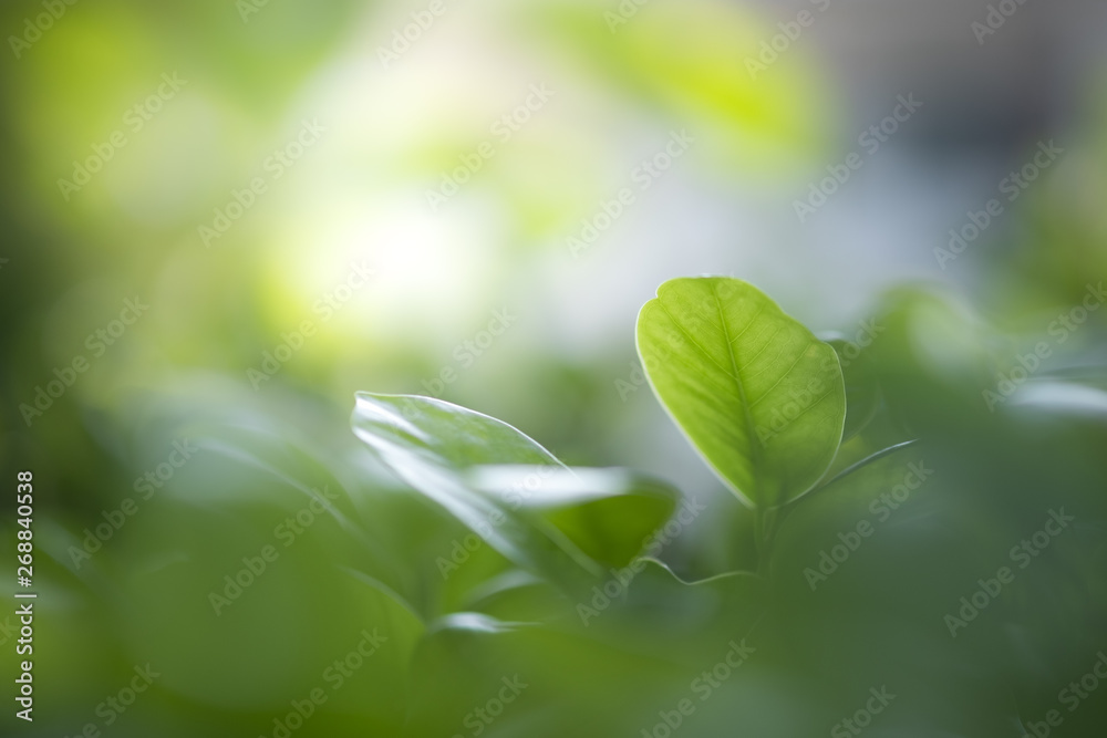 Close up beautiful view of nature green leaves on blurred greenery tree background with sunlight in public garden park. It is landscape ecology and copy space for wallpaper and backdrop. Close up beautiful view of nature green leaves on blurred greenery tree background with sunlight in public garden park. It is landscape ecology and copy space for wallpaper and backdrop.