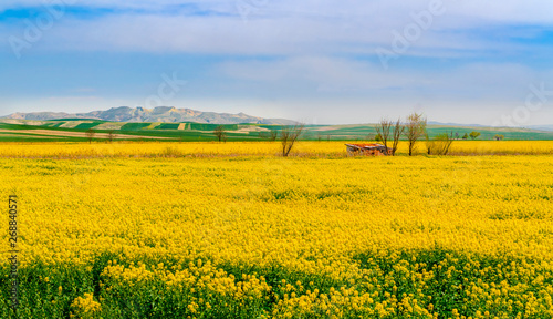 Yellow canola fields with beautiful panoramic view and blue sky near Sakarya River, Polatli, Ankara