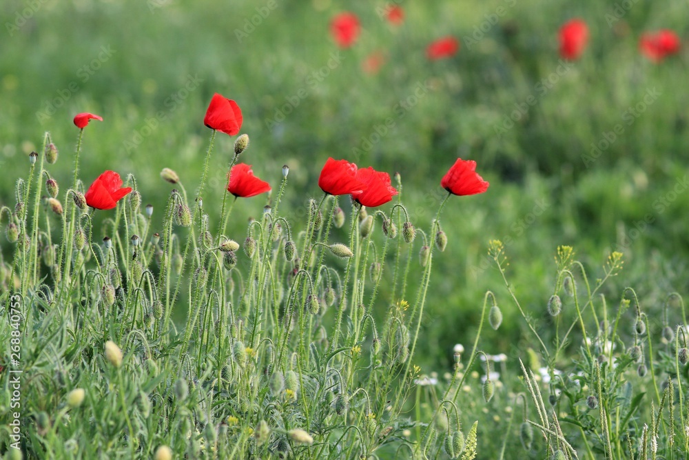 Naklejka premium Red poppies in the meadow