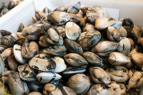 Fresh clams for sale